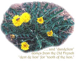 Dandelion=dent de lion